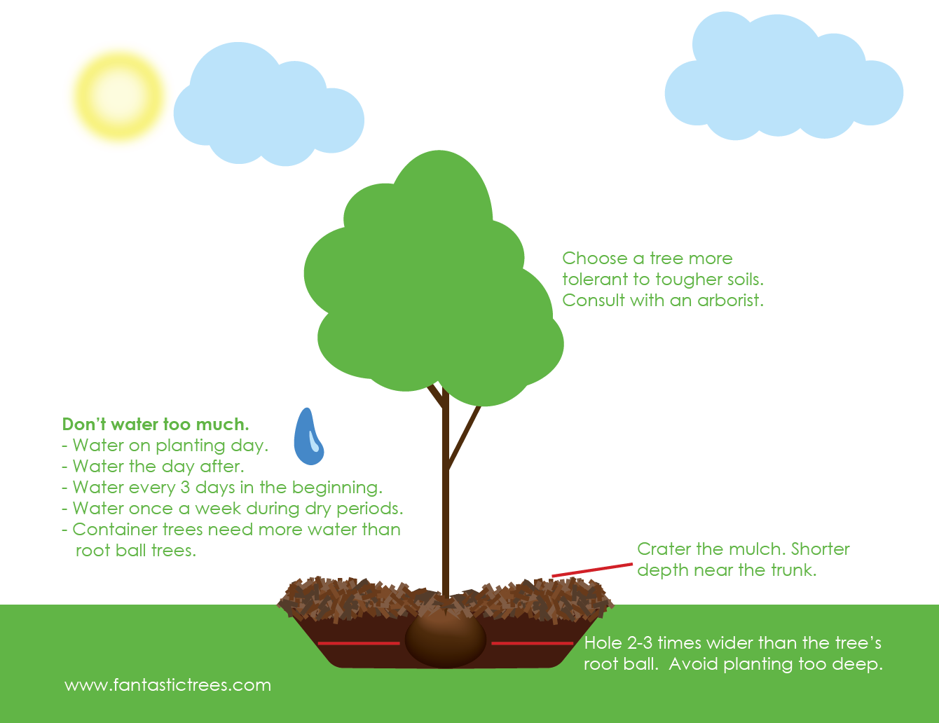 guide-to-planting-trees-in-clay-soil-fantastictrees