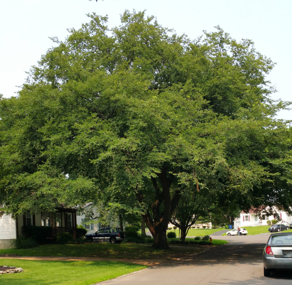 Elm – “The Canopy Tree” – Missouri – FantasticTrees